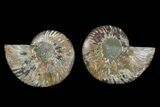Agate Replaced Ammonite Fossil - Madagascar #166750-1